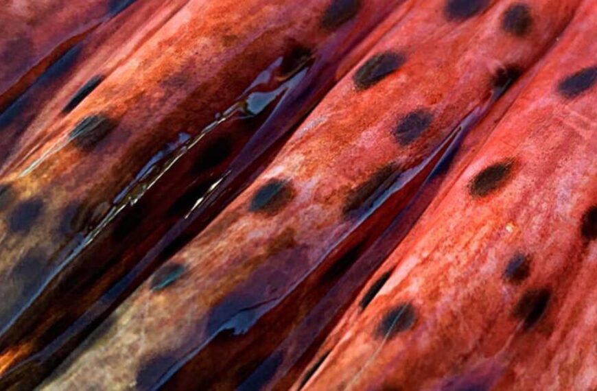 A close up of a red and black Chinook salmon.