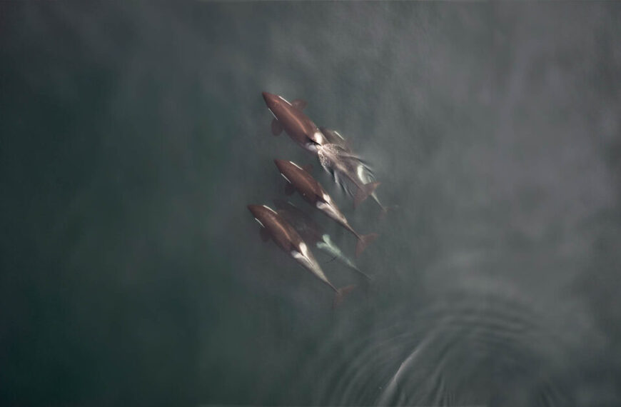 A group of Southern Resident killer whales swimming in the water.