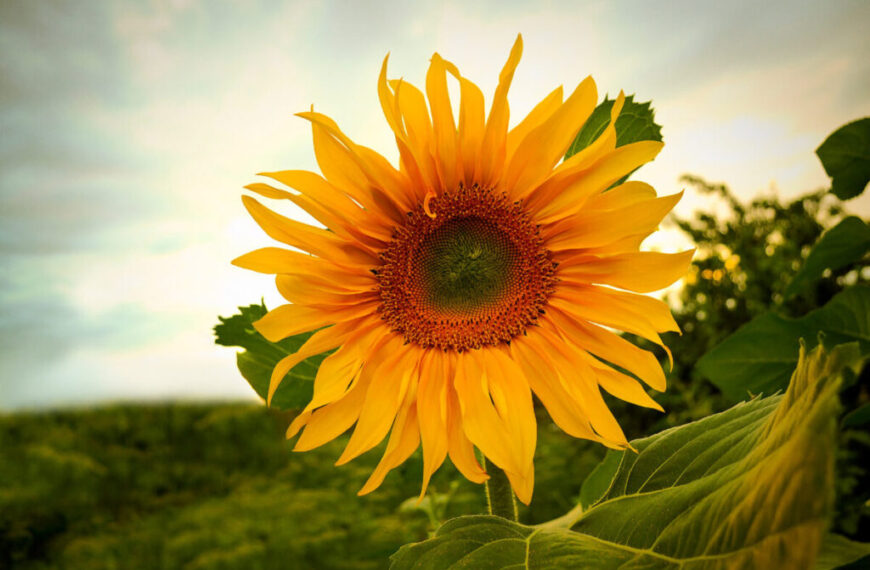 A sunflower in a field well taken care of, under a cloudy sky.