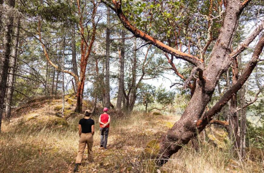 Two people conducting species monitoring in a wooded area.