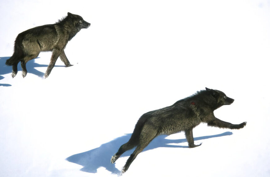 Two wolves running in the snow in Canada.