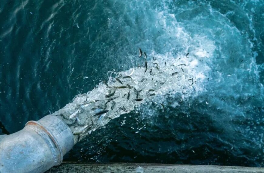 A hatchery salmon is coming out of a pipe into the water.