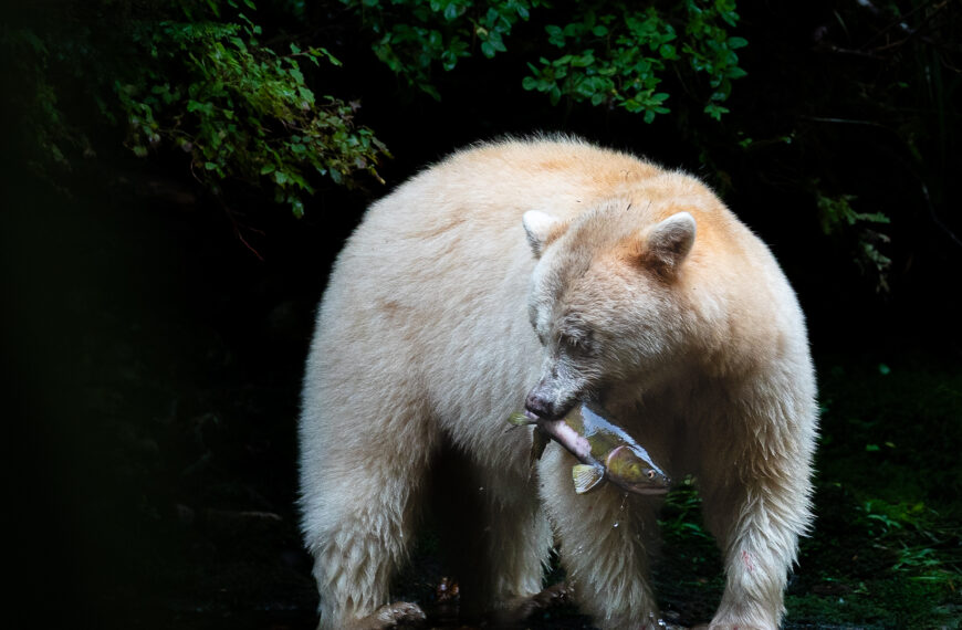 A white bear with a fish in its mouth.