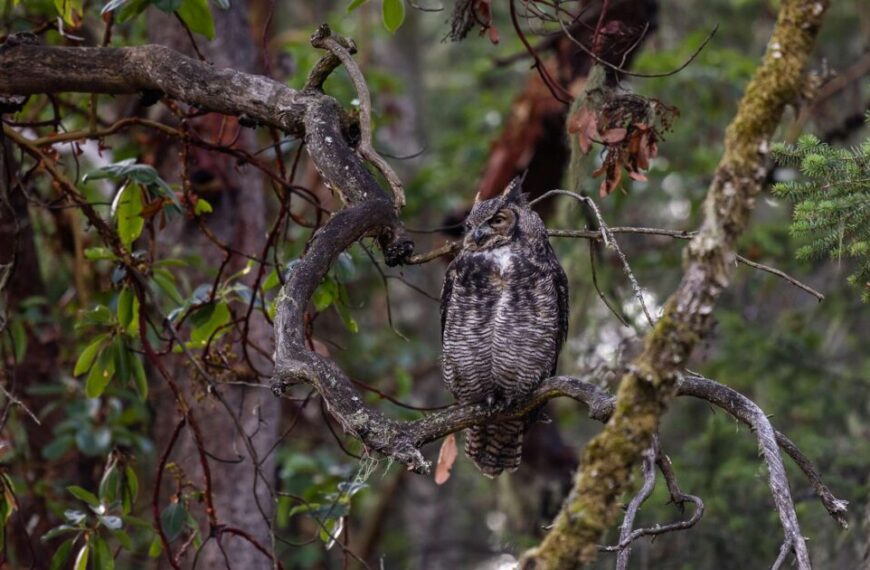 An owl perched on a twisted branch in a dense forest setting, showcasing the biodiversity monitored by the provincial government.