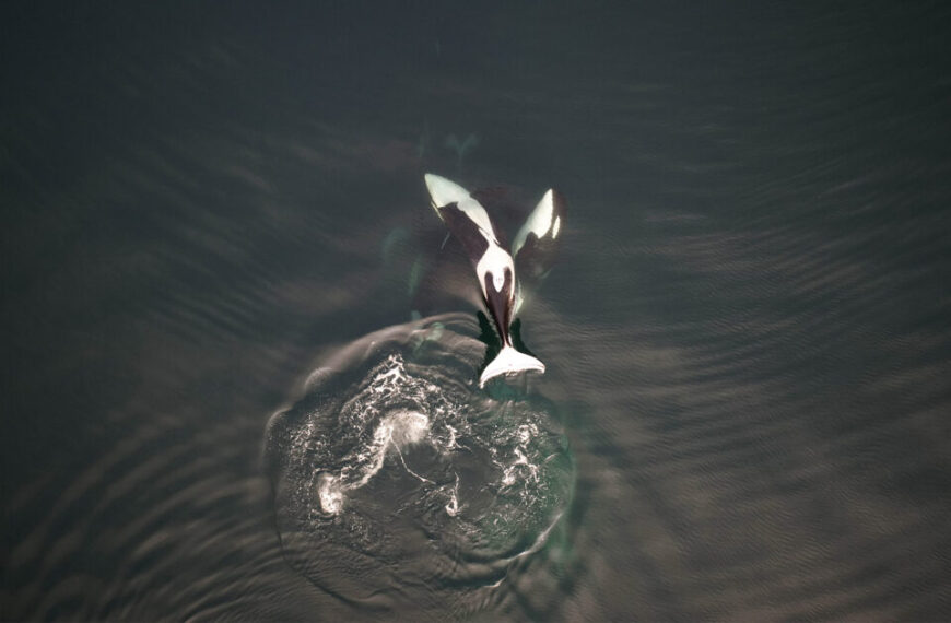Detecting killer whale pregnancies from the air