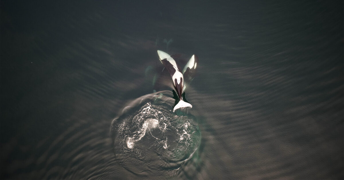 Detecting killer whale pregnancies from the air