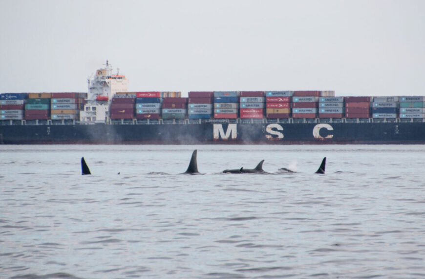 Orcas swimming in the foreground with a cargo ship in the distance monitored by NoiseTracker for noise levels.