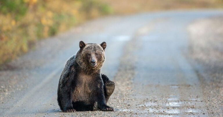 New research shows how human disturbance keeps grizzlies from their salmon