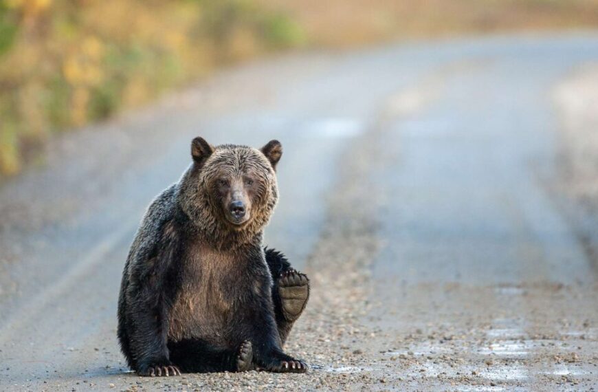 A grizzly bear sitting on a road with its front paws crossed due to human disturbance.