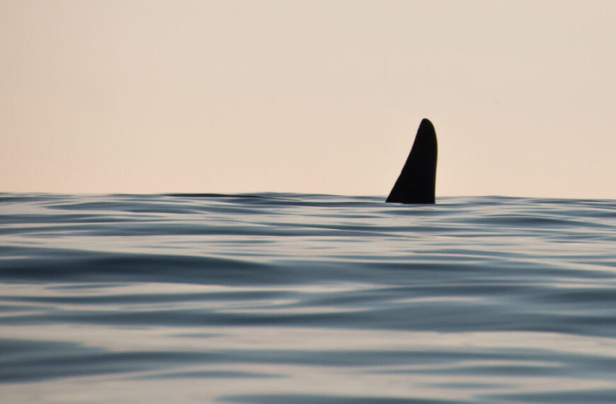 Sign our petition to tell the federal government to enact a mandatory 1,000 meter vessel buffer for endangered Southern Resident killer whales