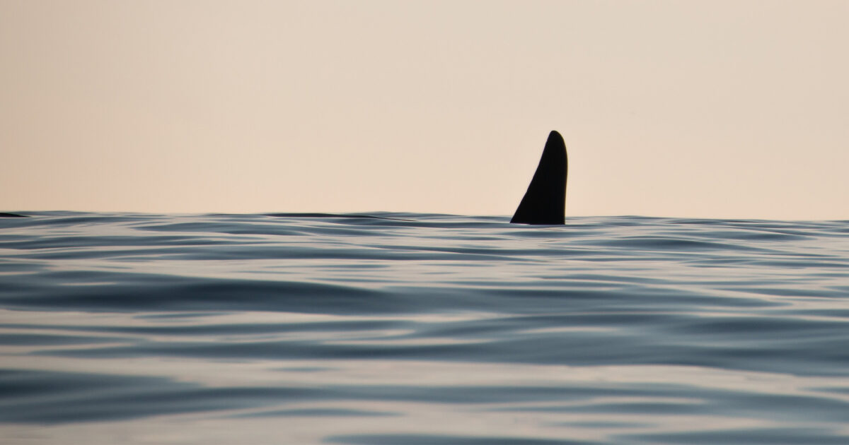 Sign our petition to tell the federal government to enact a mandatory 1,000 meter vessel buffer for endangered Southern Resident killer whales