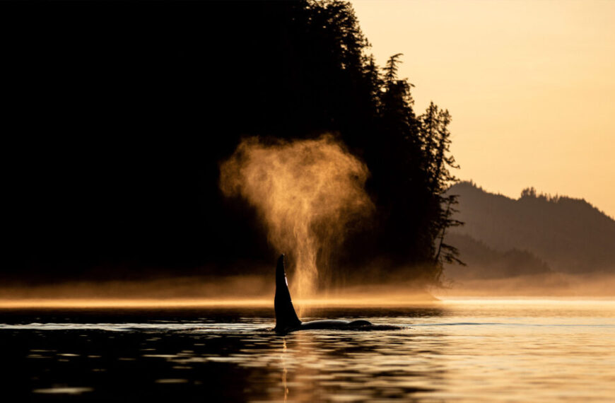Bright extinction: Scientists have coined this term to describe the situation facing Southern Resident killer whales