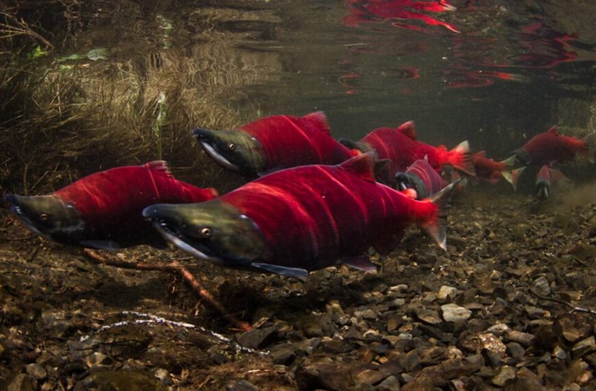 Canadian conservation groups file formal objection to Alaskan salmon fishery’s “sustainable” certification