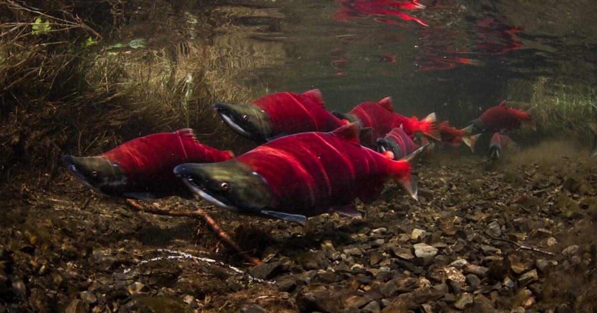 Canadian conservation groups file formal objection to Alaskan salmon fishery’s “sustainable” certification