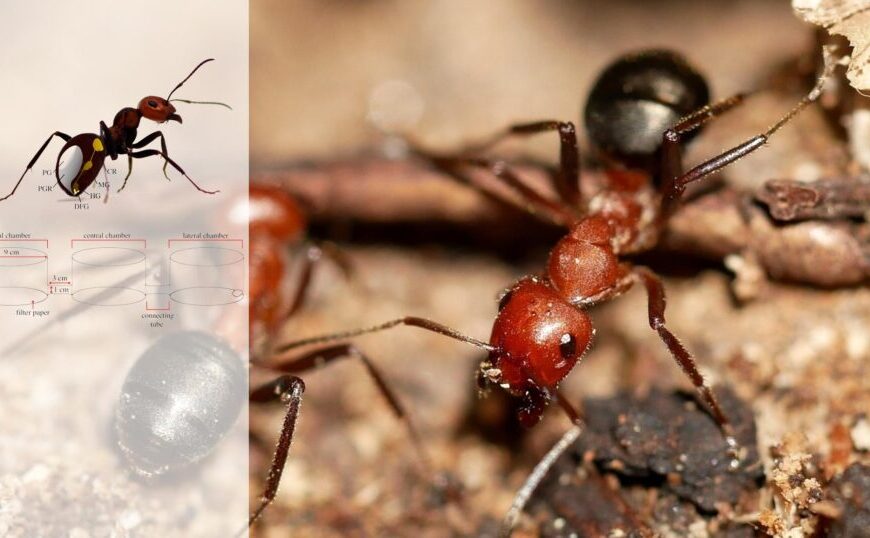Canadian researchers discover tick repelling chemicals secreted by ants