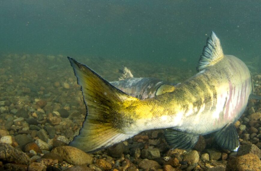 Fishy business: the technicalities of fisheries management planning