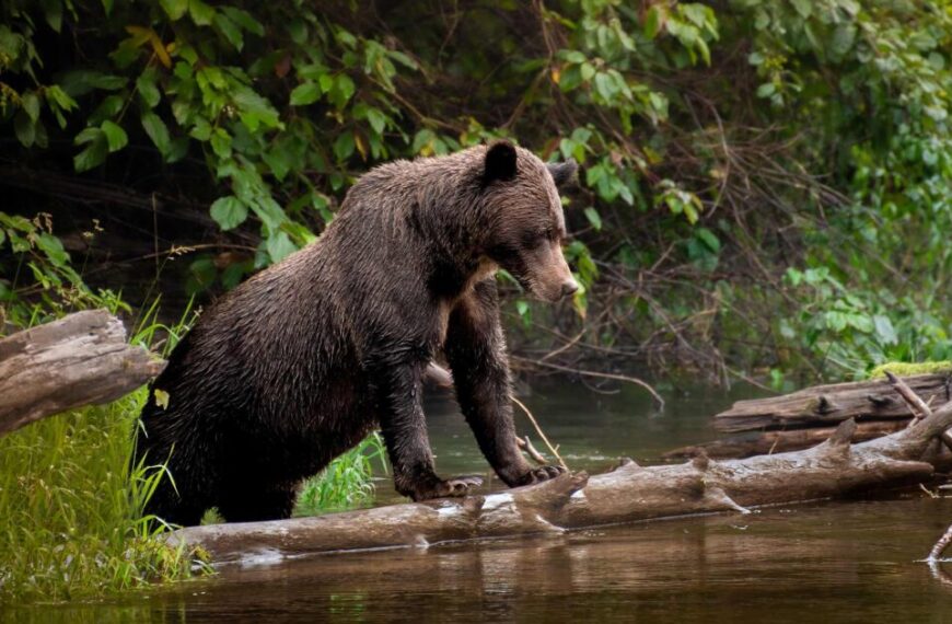 Grizzly bears shy away from bear ecotourism sites when visitor numbers are high, except when salmon is scarce