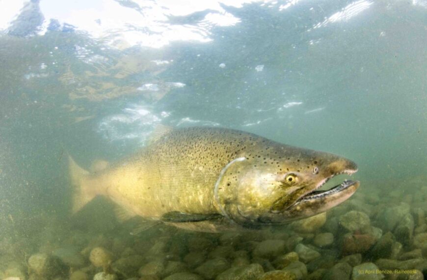 MCC submits feedback on the 2024-25 Draft IFMP for salmon