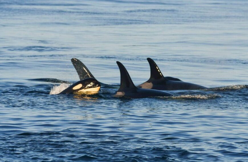 New study coins the term ‘bright extinction’ to describe the failure of Southern Resident killer whales to recover, despite being the best studied cetaceans in the world