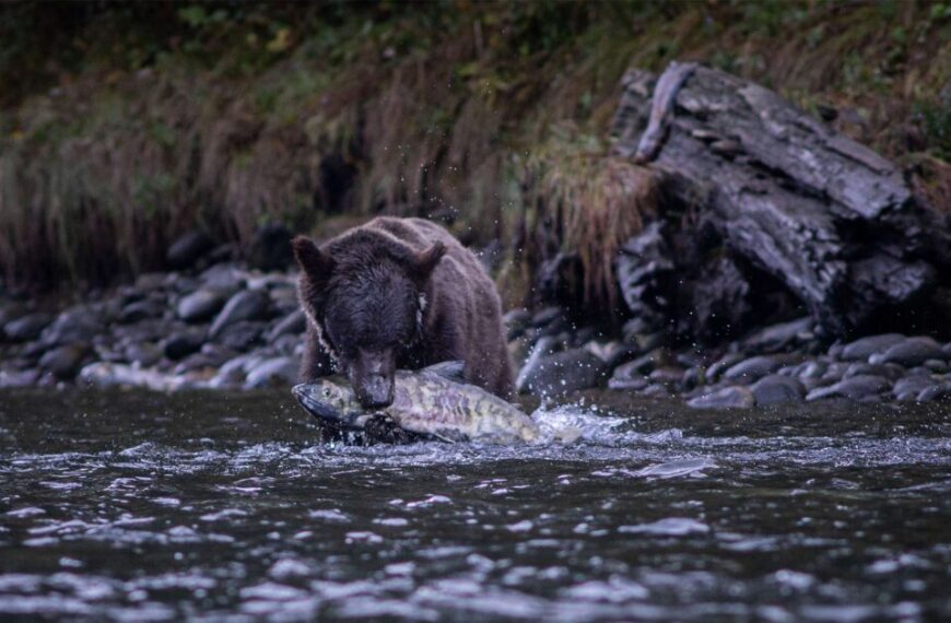 New study reveals complex relationships among grizzly bear activity, ecotourism, and salmon availability