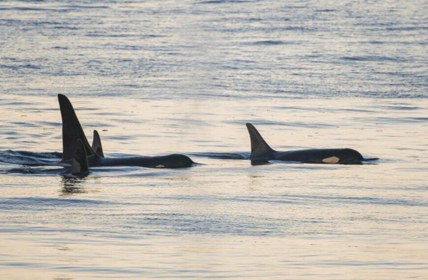 New study reveals more action is needed to save endangered Southern Resident killer whales