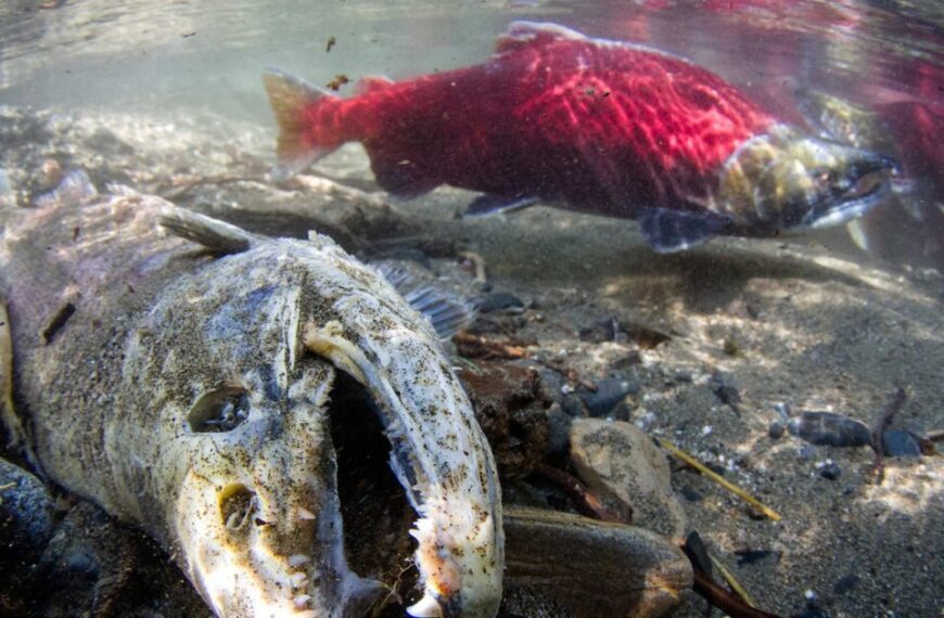 Objection to MSC salmon certification now in hands of independent adjudicator