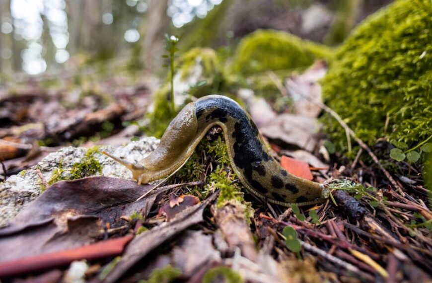 The federal 2030 National Biodiversity Strategy: another vision document or a legally-binding action plan?