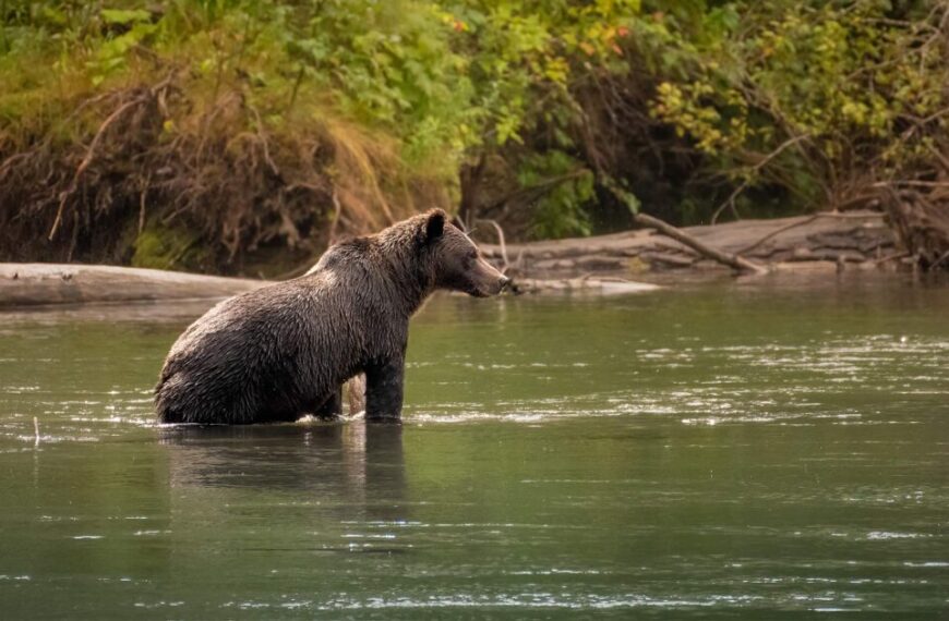 The influence of ecotourism on grizzly bear activity depends on salmon abundance