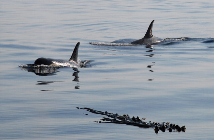 Southern Residents, salmon, and certainty in science