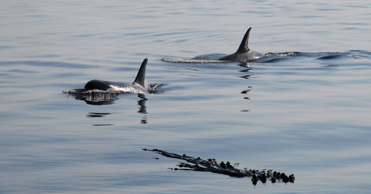 Southern Residents, salmon, and certainty in science