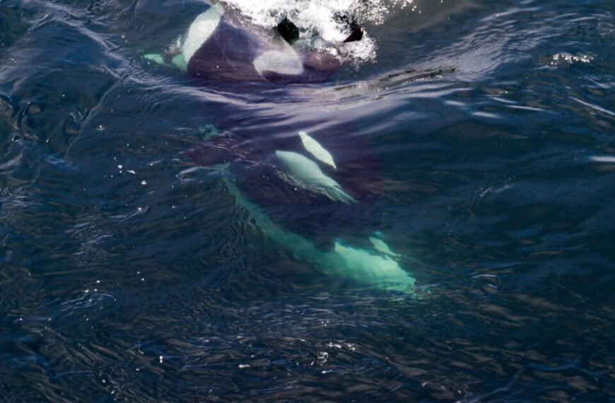 Take action for Southern Resident killer whales