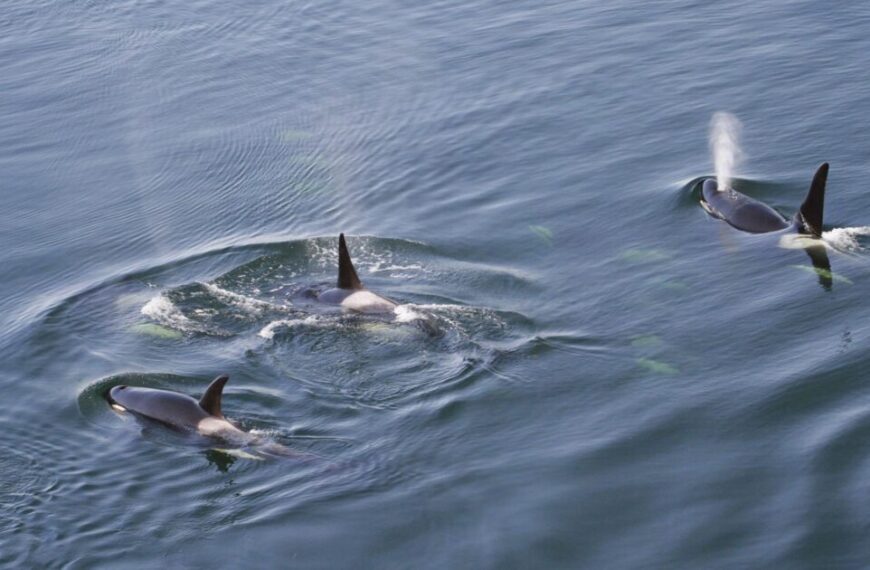 Conservation groups demand emergency protections for endangered killer whales as Trans Mountain expansion intensifies threats 
