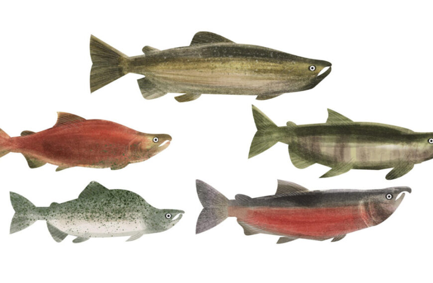Wild Salmon Day: inspiring hope and action