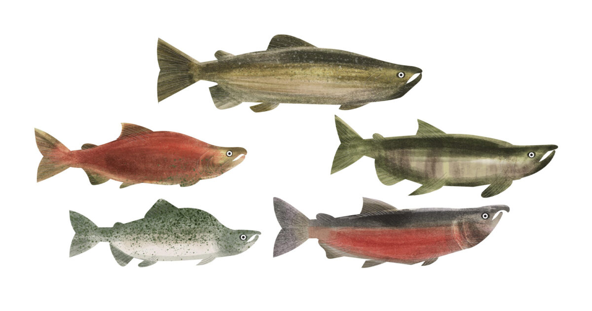 Wild Salmon Day: inspiring hope and action