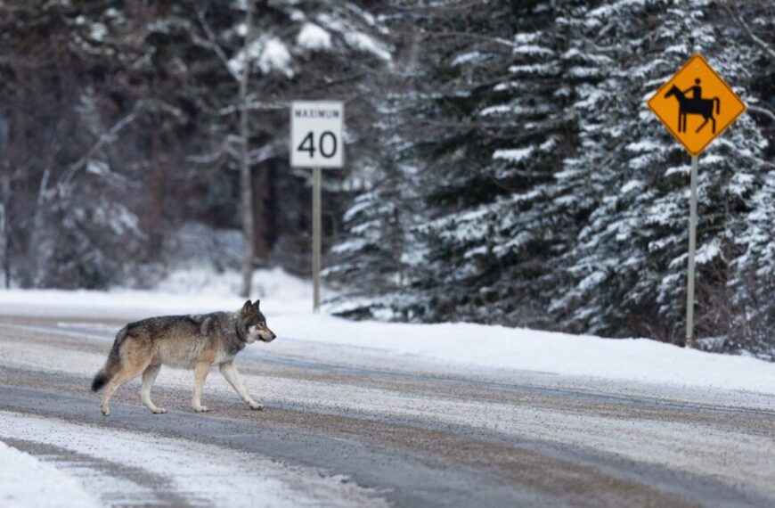 Wolf Stories: Killing in the name of conservation