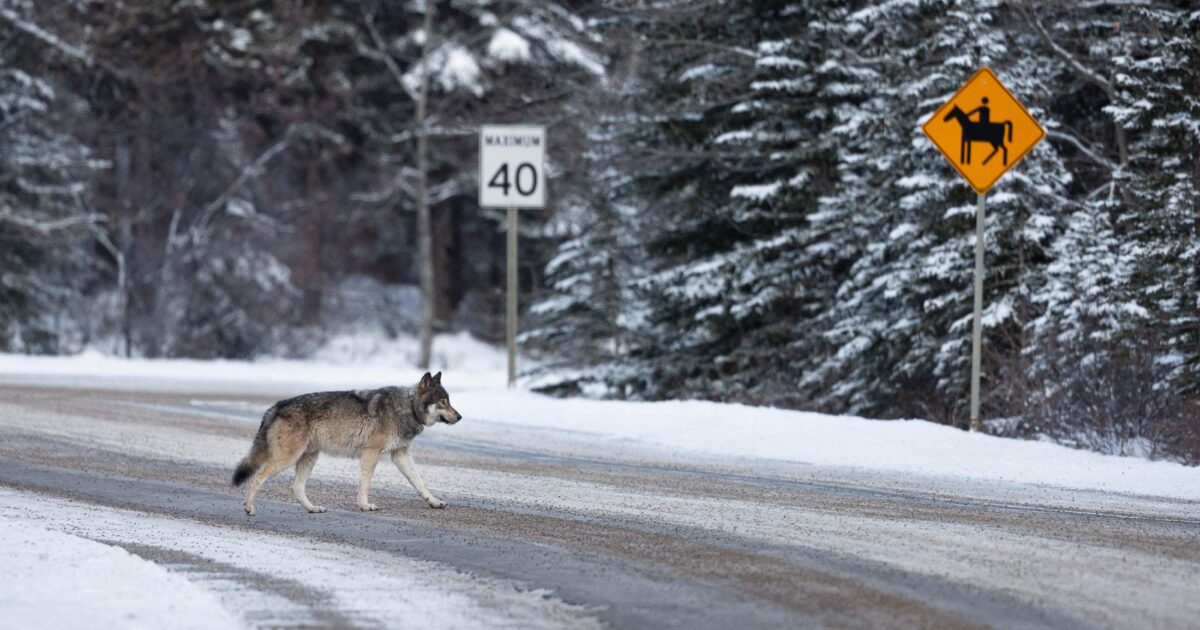Wolf Stories: Killing in the name of conservation