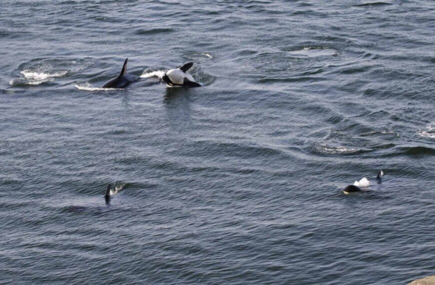 Backtracking on Trans Mountain Expansion Project commitments threatens the survival of the 74 Southern Resident killer whales 