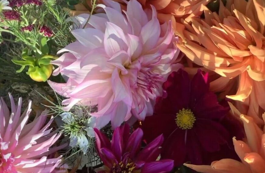Bara Acu, Heart & Hands and Green Muse Herbs pop-up Sunday August 25th!