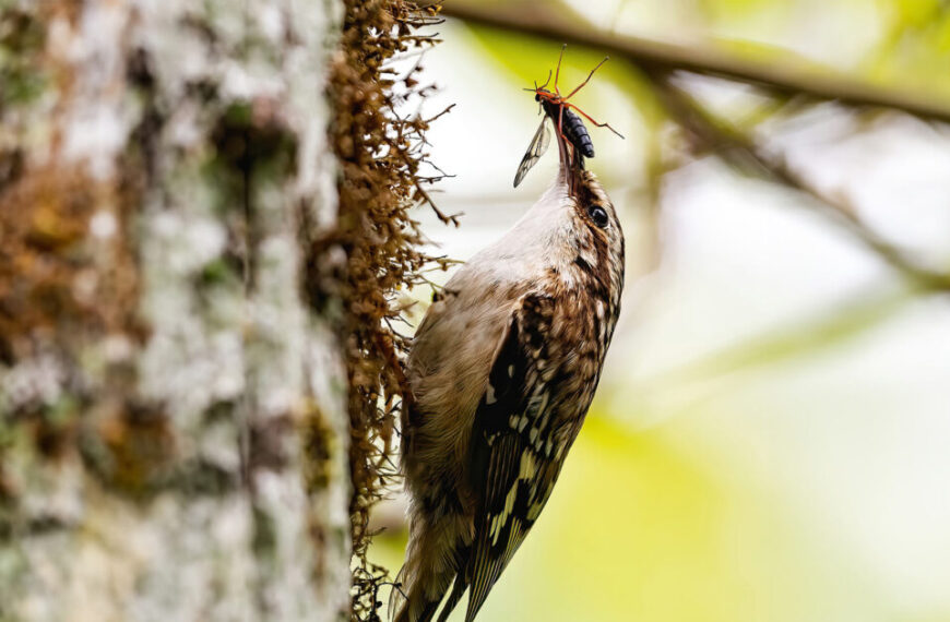 A small bird clings to a tree trunk, holding an insect in its beak. The bird's feathers are speckled brown and white, and it is surrounded by green foliage. This serene scene underscores the importance of initiatives like the Canada National Biodiversity Strategy 2030 in preserving such natural beauty.