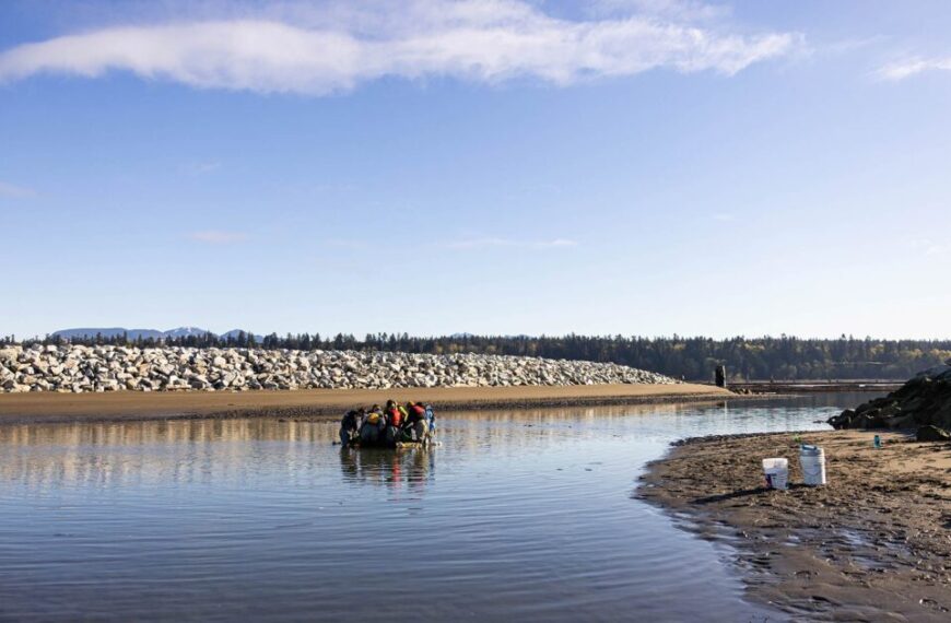 People gather around a small boat in shallow water near a rocky shoreline on a clear day, with two buckets on the shore and trees in the background, as part of salmon monitoring at North Arm Jetty.
