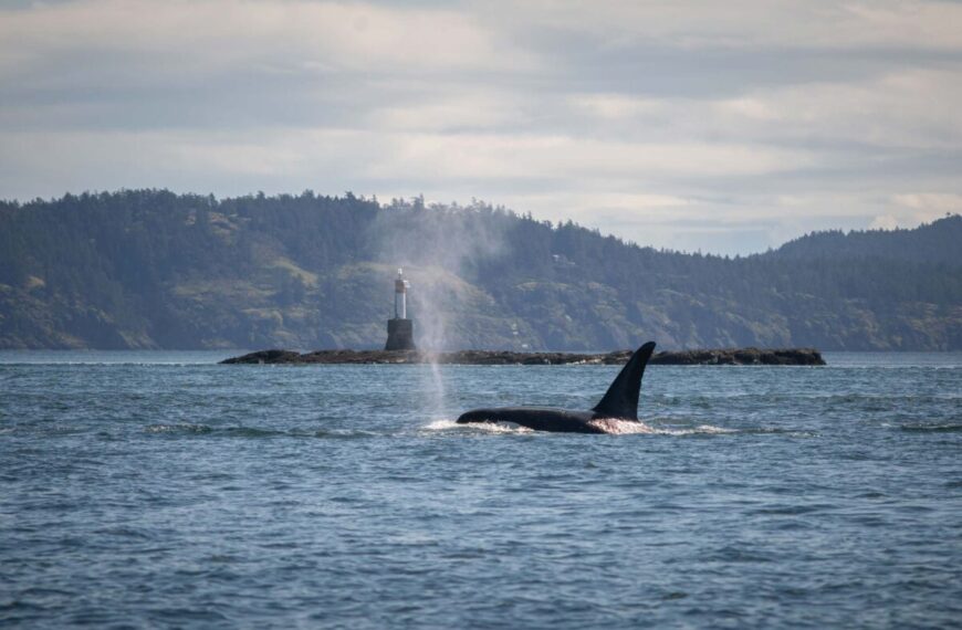 Submit feedback to the Proposed Marine Mammal Regulations
