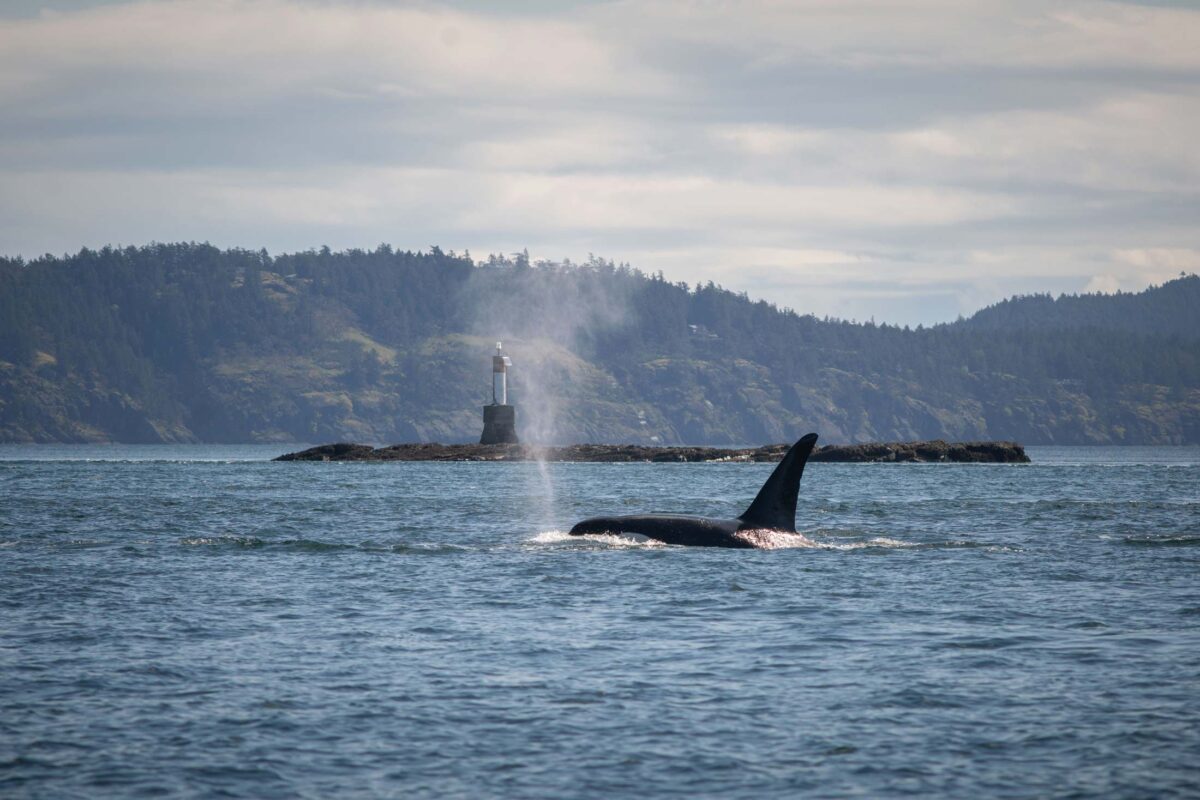 Submit feedback to the Proposed Marine Mammal Regulations