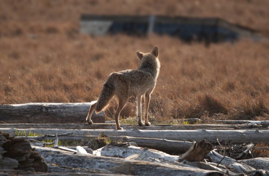 Backgrounder: Wildlife killing contests