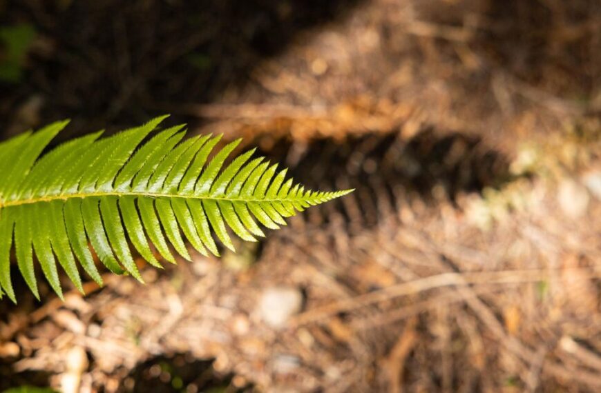 Canada has a chance to lead on the world stage with an improved Nature Accountability Act