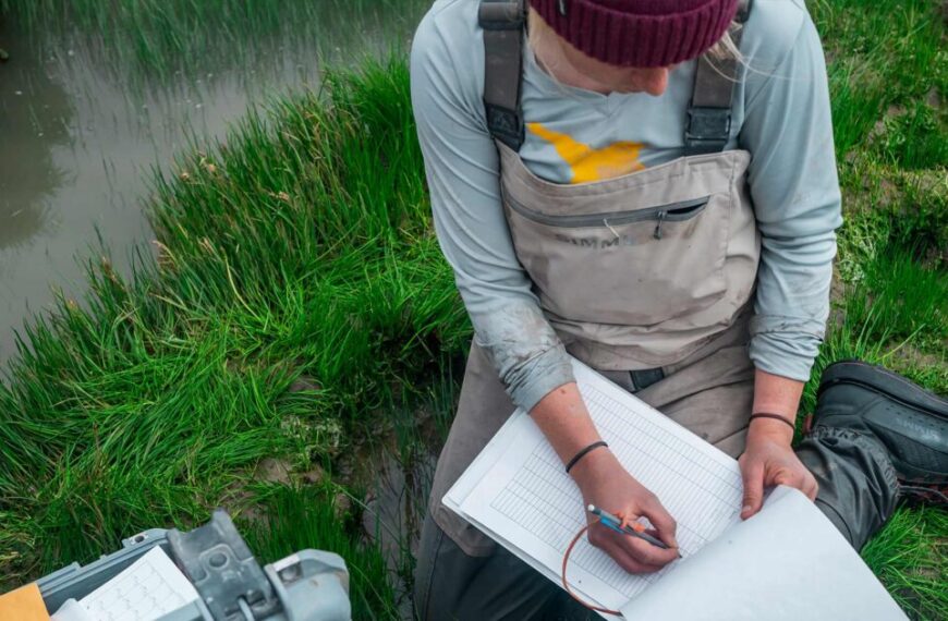 Restoring marsh habitat in the Fraser River Estuary