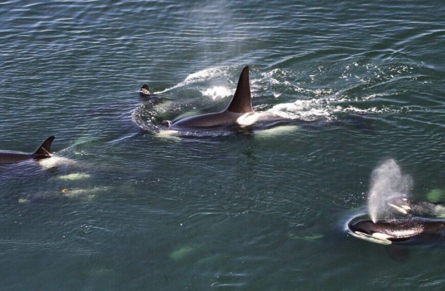 Take action to request an emergency order for Southern Resident killer whales