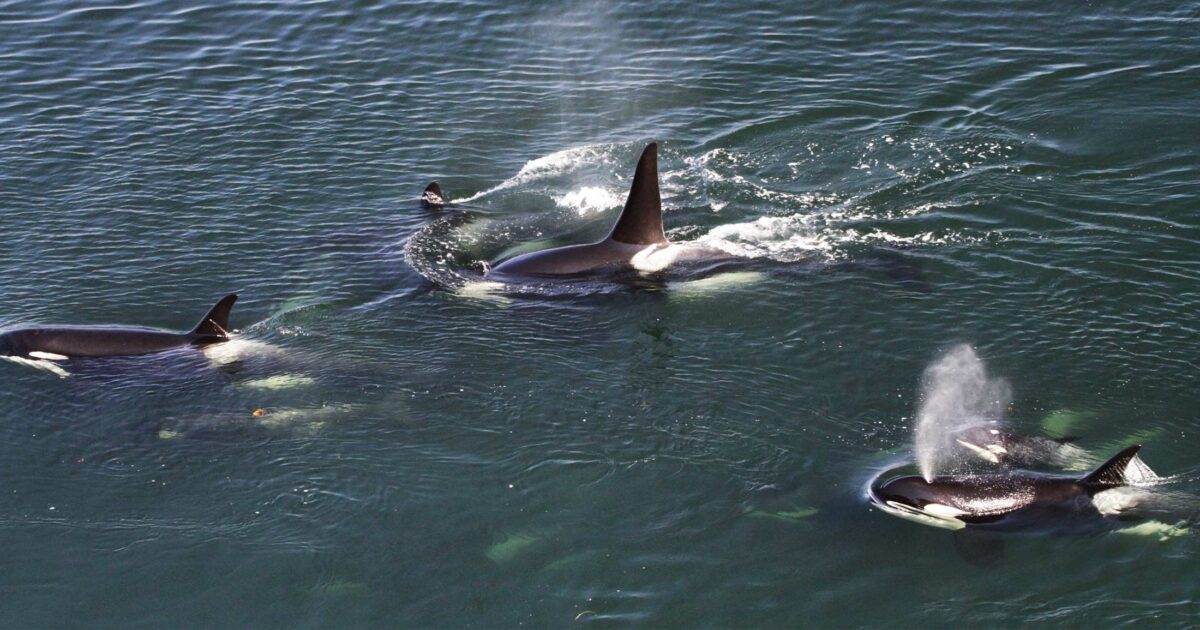 Take action to request an emergency order for Southern Resident killer whales