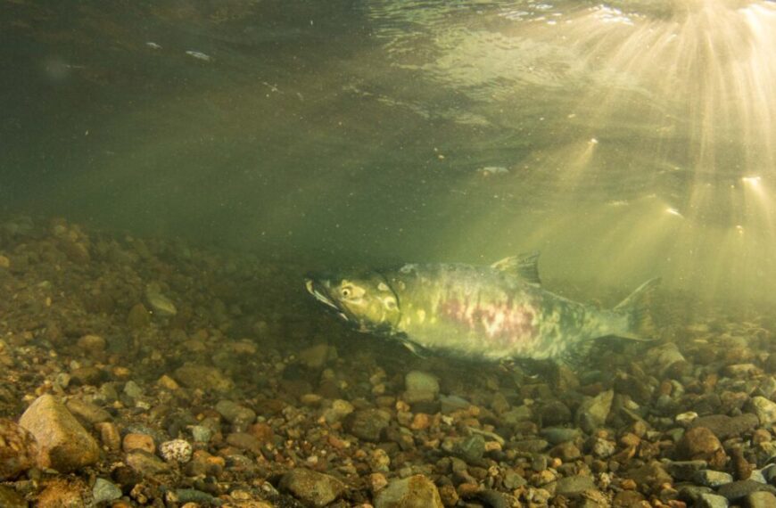 Underwater view of a southeast Alaska salmon swimming over a rocky bed with sunlight rays penetrating the water from above.