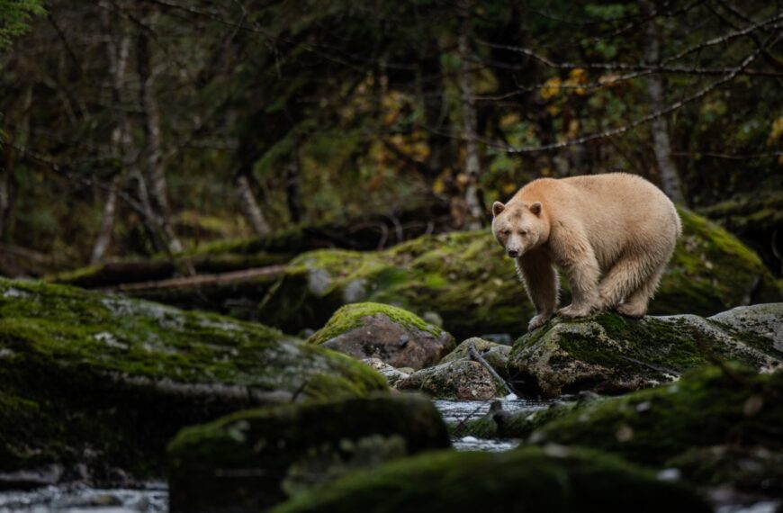 Meet Łaaya, a bear with light fur, standing on moss-covered rocks beside a flowing stream in a forested area.
