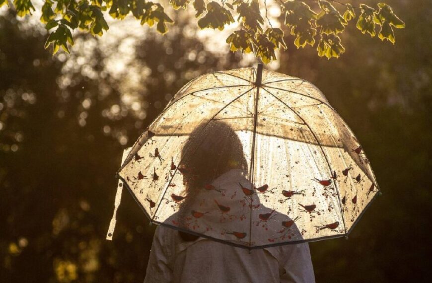 Person holding a transparent umbrella with bird designs in a sunlit, leafy area, viewed from behind, symbolizing climate resilience in the face of changing weather.